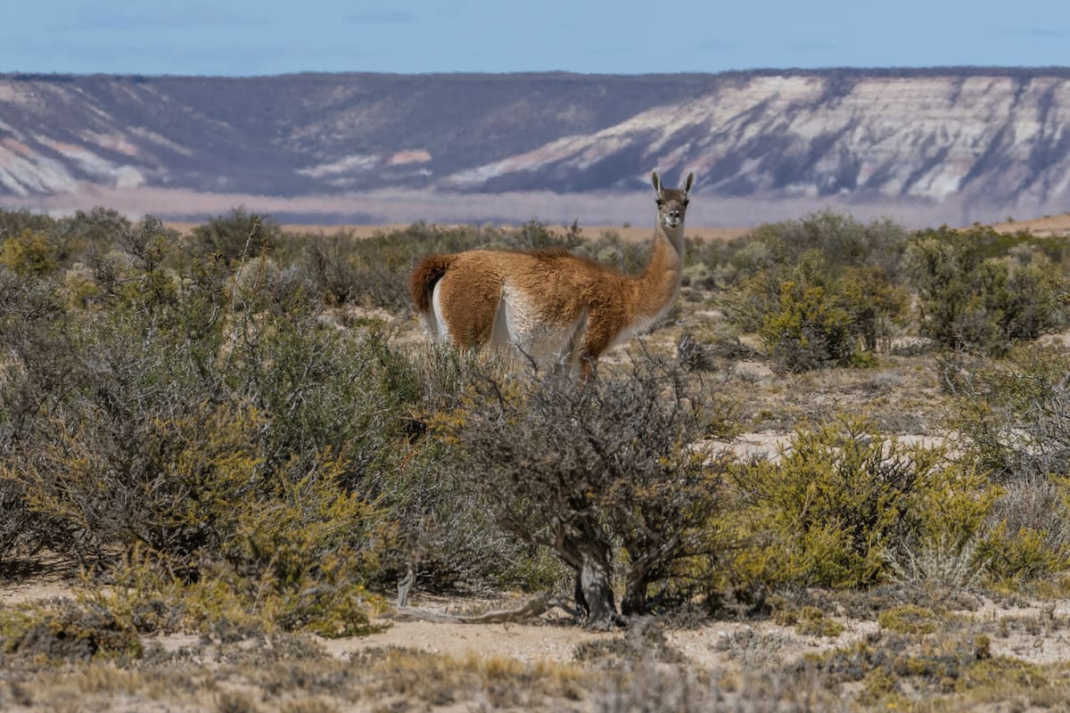 El guanaco es un mamífero de la familia de los camélidos (llama, alpaca, vicuña) natural de Sudamérica