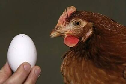 El guano de gallina es cada vez más valorado para su venta