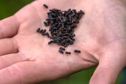El guardabosques Marion Petrik sostiene escarabajos descortezadores durante un monitoreo de éstos en un bosque de las montañas Harz el jueves 27 de julio de 2023, cerca de la localidad de Clausthal-Zellerfeld, Alemania. (AP Foto/Matthias Schrader)