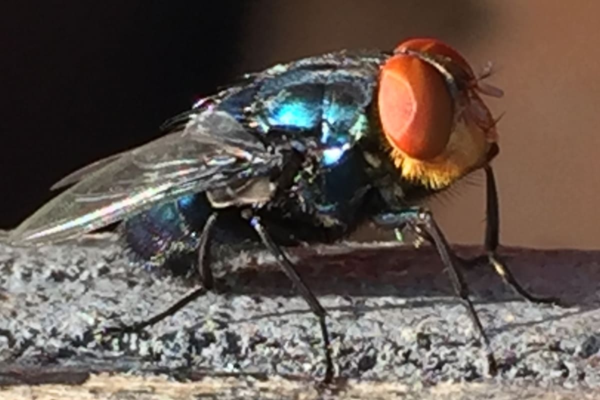 El gusano barrenador del Nuevo Mundo tiene larvas que se alimentan de tejido vivo de los vacunos