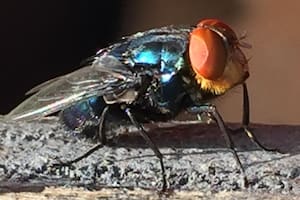 Un temible parásito que se devora tejido vivo preocupa a una potente industria de Estados Unidos y usan moscas para combatirlo