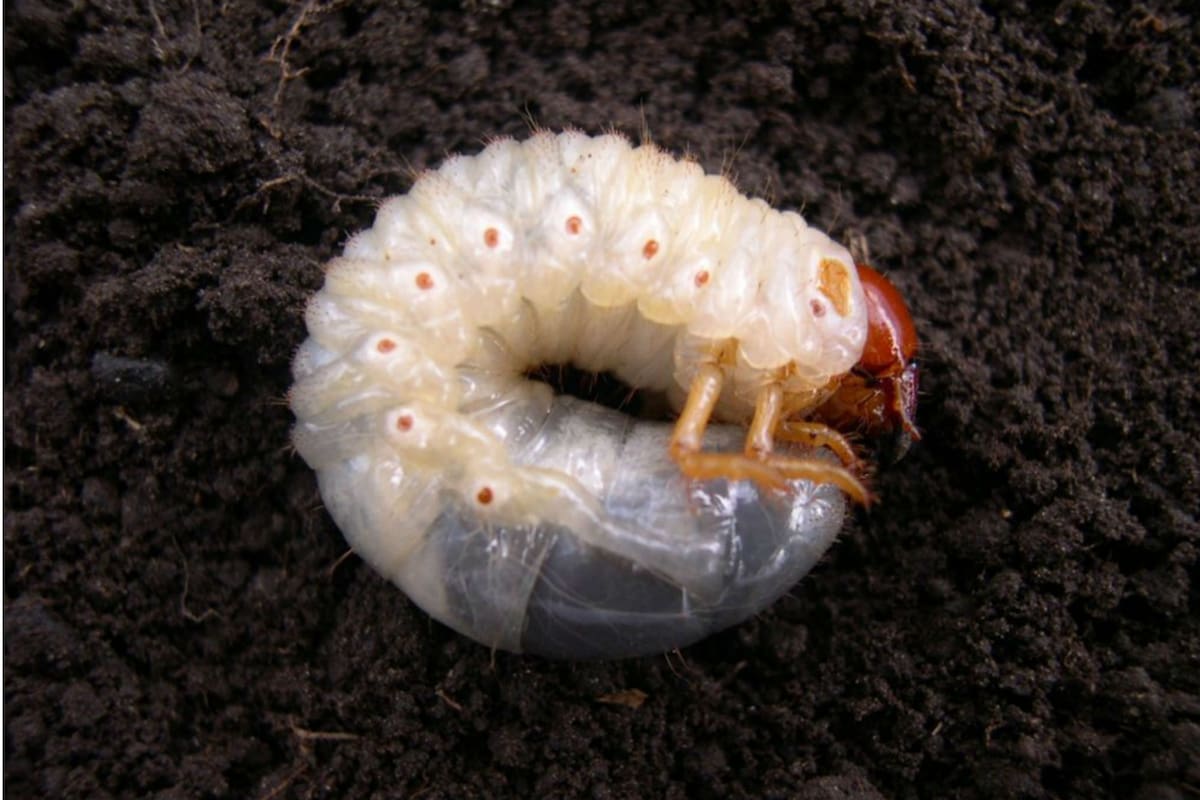 El gusano blanco es uno de los insectos que, afectan en volumen, los cultivos de la temporada