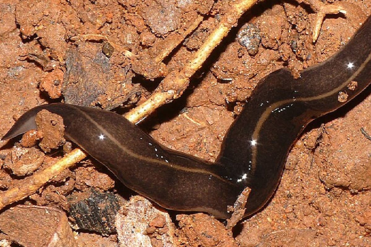 El gusano de Nueva Guinea es una plaga potencialmente mortal