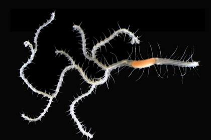 El gusano, llamado Ramisyllis kingghidorahi en honor al rey Ghidorah, el monstruo enemigo de Godzilla, fue descubierto en Japón