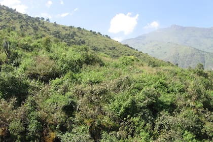 El hábitat natural de la nueva especie: matorrales y laderas cordilleranas entre los 2000 y 2400 metros de altura en los Andes peruanos
