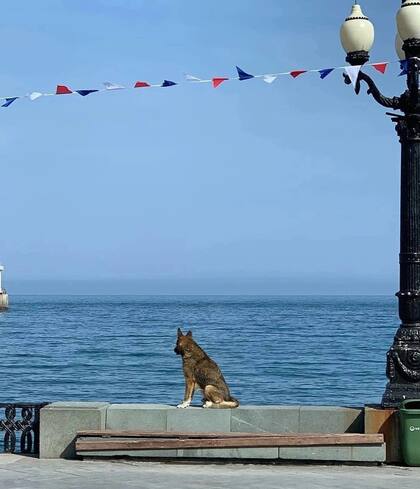El Hachiko de Crimea aguardó a su dueño a orillas del mar