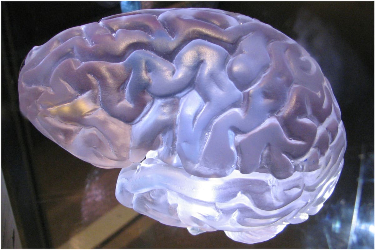 El hallazgo arqueológico de un cerebro que data de hace 12 mil años abrió un sinfín de teorías