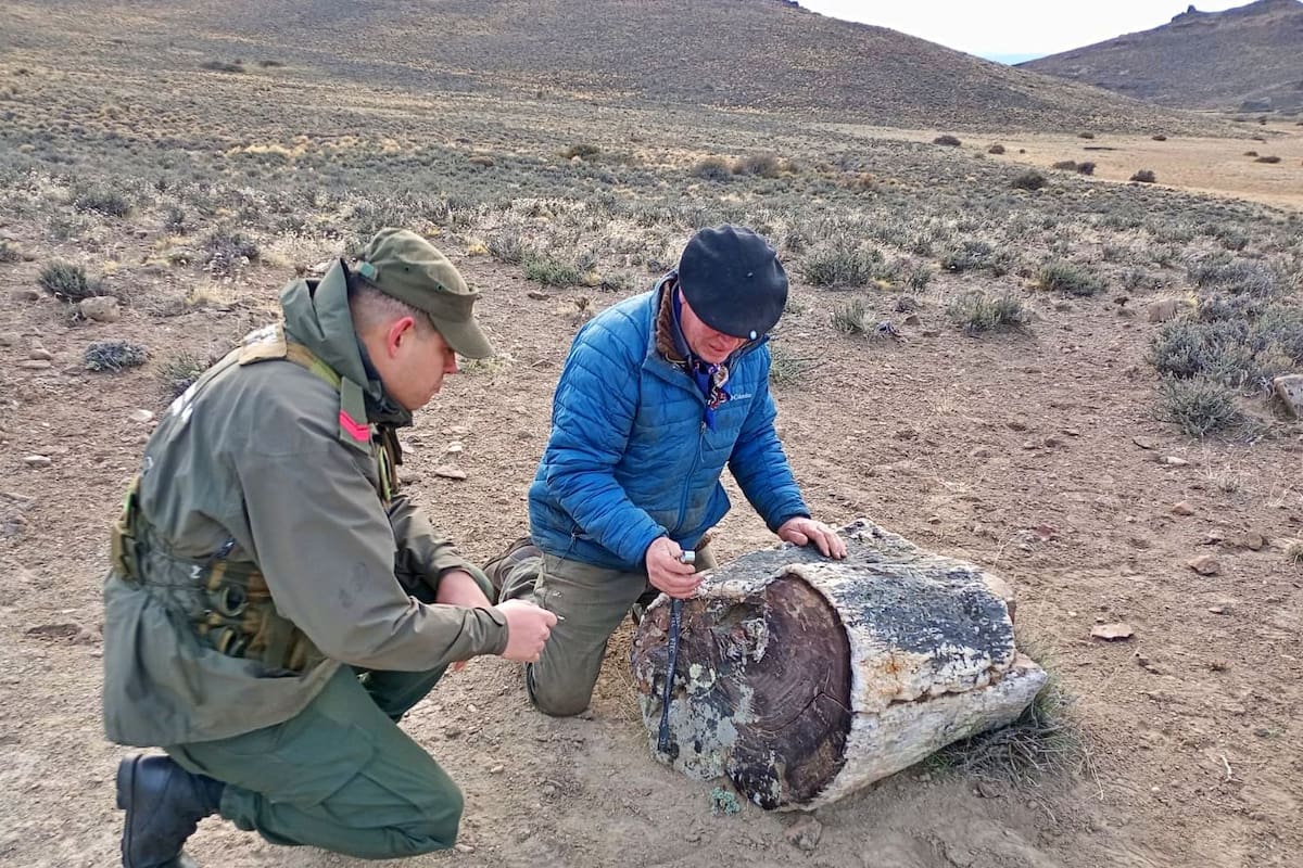 El hallazgo de 13 troncos fósiles en Río Negro aporta nuevas pistas sobre la flora de la Patagonia prehistórica