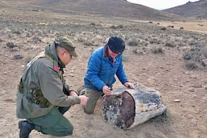 La llamada desde una estancia que derivó en el hallazgo de un antiguo bosque preservado por 50 millones de años