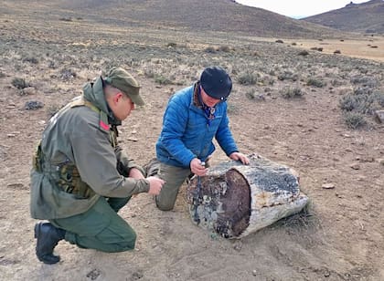 El hallazgo de 13 troncos fósiles en Río Negro aporta nuevas pistas sobre la flora de la Patagonia prehistórica