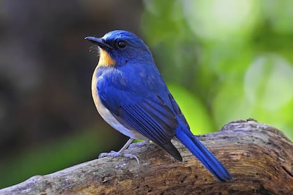 El hallazgo de cómo diferentes estructuras se ven de color azul o verde sin necesidad de pigmentos podría cambiar cómo se crean colores artifiicales