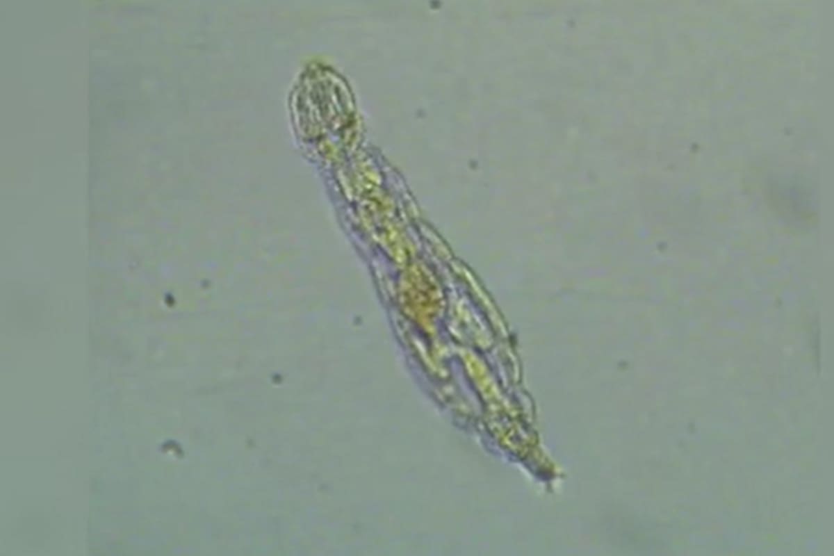 El hallazgo de la bacteria sorprendió a los investigadores (Foto: gentileza Paun VI)