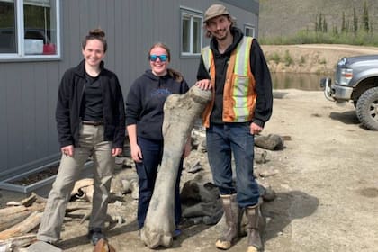 El hallazgo de los restos de los tres mamuts lanudos fue realizado por trabajadores de una mina de oro en el territorio canadiense de Yukon