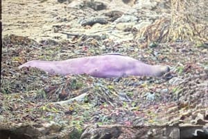 El hallazgo de una foca violeta genera desconcierto: la explicación de los expertos