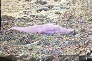 El hallazgo de una foca violeta genera desconcierto: la explicación de los expertos