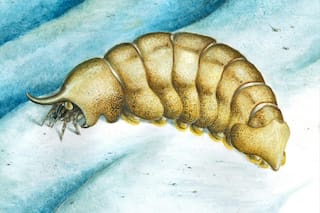 El hallazgo en un museo que pone en duda el colapso de la biodiversidad hace casi 500 millones de años