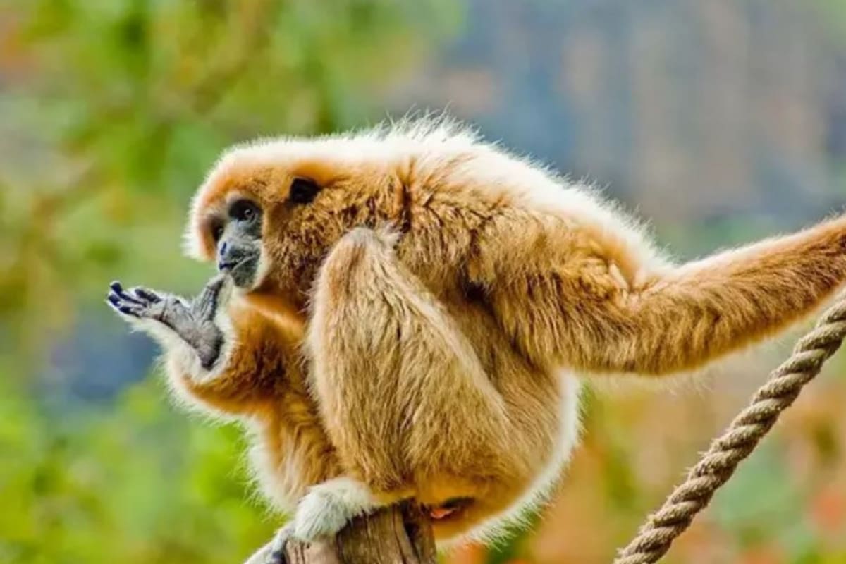 El hallazgo es un resto de mandíbula del antepasado más antiguo del gibón de manos blancas (foto), con una antigüedad de 13 millones de años