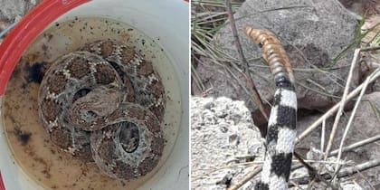 El hallazgo fue difundido por la compañía estadounidense Rattlesnake Solutions