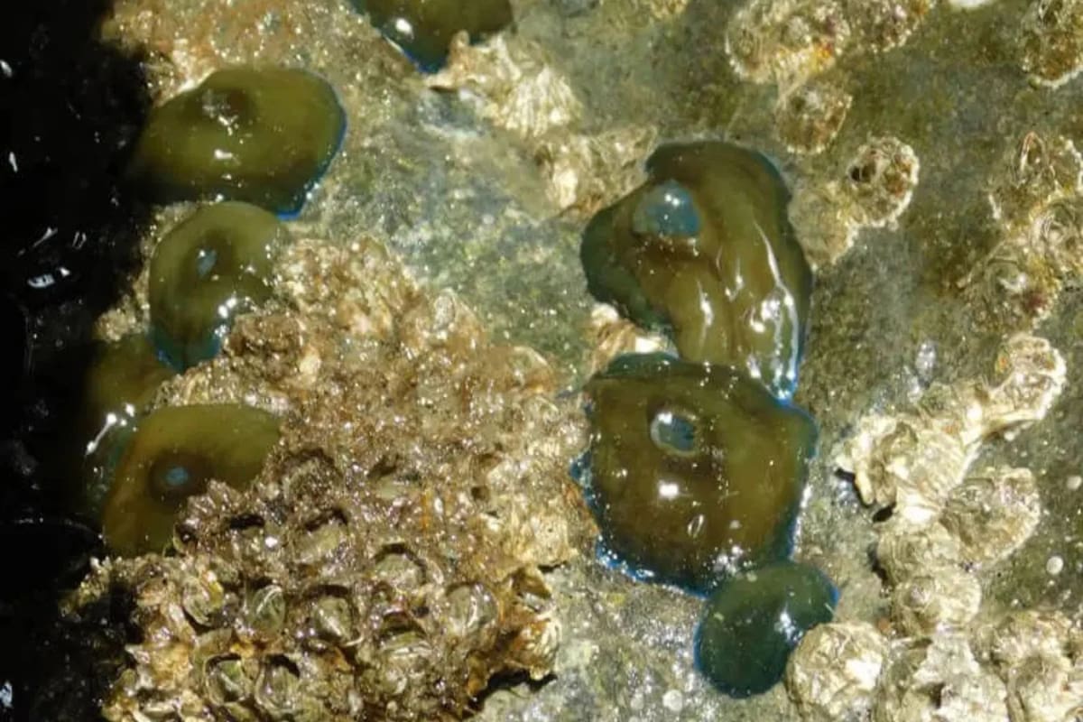 El hallazgo fue muy importante porque la criatura prospera en Europa, pero jamás había sido detectada en el océano de Estados Unidos