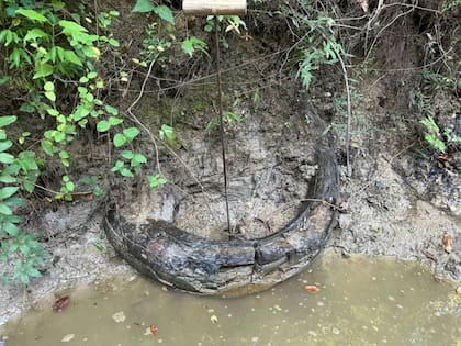 El hallazgo ocurrió el 3 de agosto en un arroyo del condado de Madison, cuando Templeton cruzaba casi un metro de agua ( Imagen cortesía de Eddie Templeton)