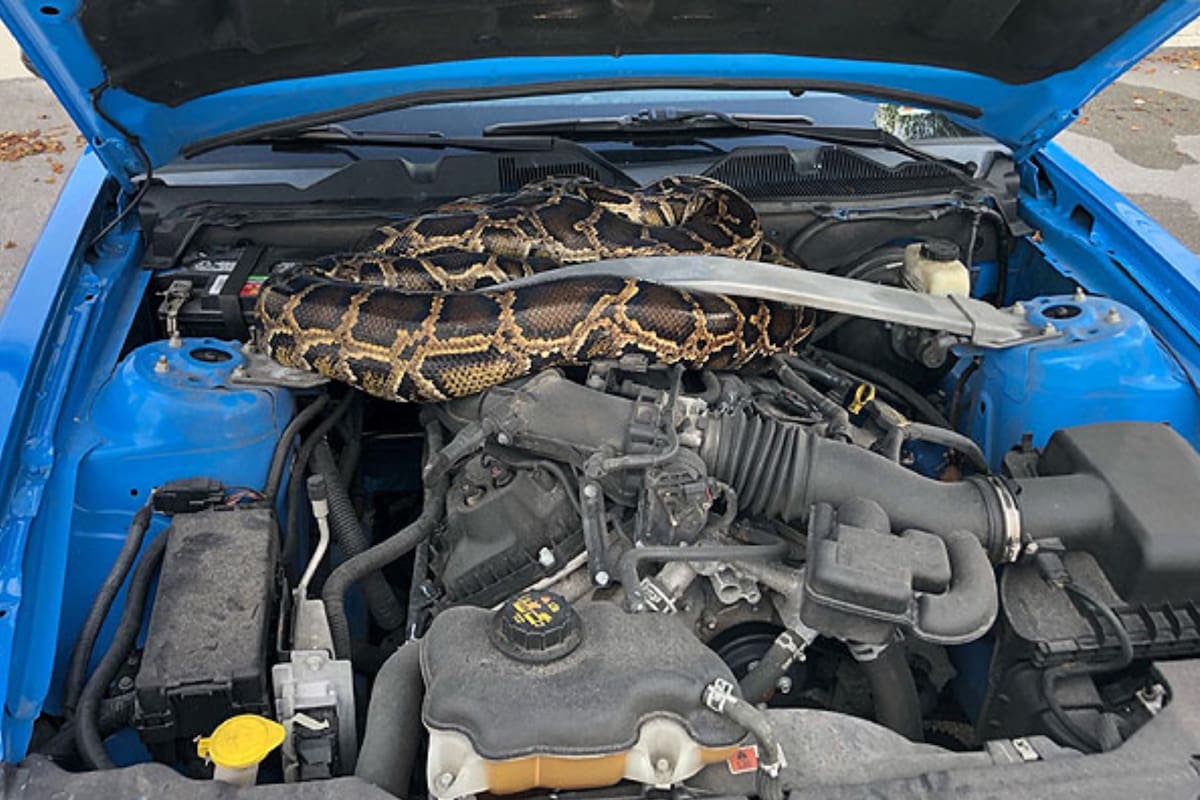 El hallazgo ocurrió en Florida, donde ese reptil es una especie invasora