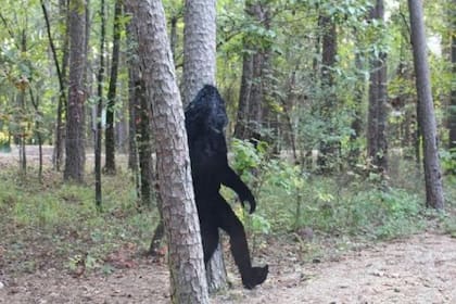 El hallazgo se suma al numeroso material personal que existe sobre avistamientos de esta criatura, que es estudiado por la criptozoología, una disciplina que se describe como una pseudociencia. Foto ilustrativa.