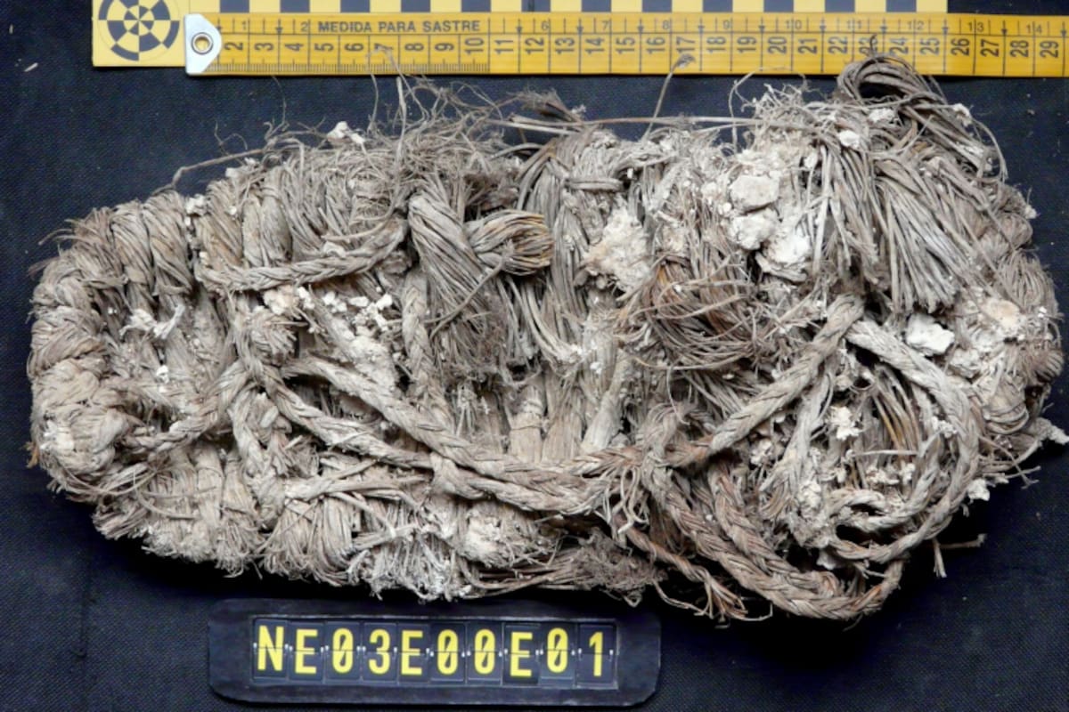 El hallazgo sorprendió a los investigadores (Foto: Sergio Couto)