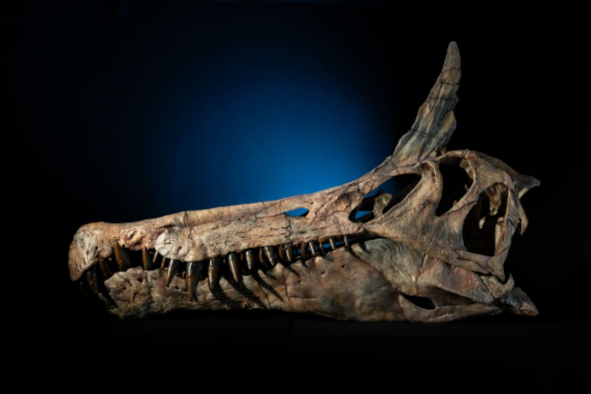 El hallazgo sorprendió a los investigadores (Foto: Universidad de Chicago)