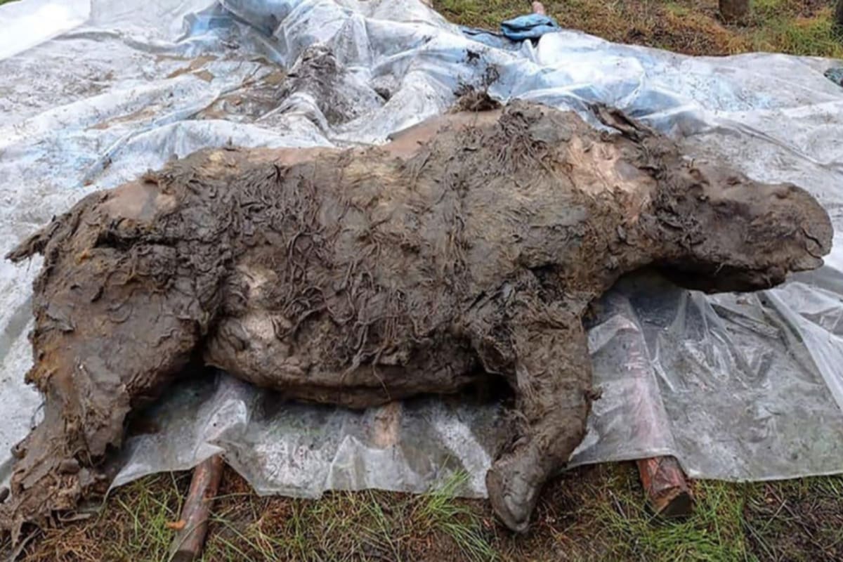 El hallazgo también incluyó el característico cuerno ya extinto. Los investigadores señalaron que es una suerte porque, en general, se descomponen rápido