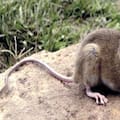 Detectan en Francia un caso de hantavirus de los Andes en un turista franco-argentino