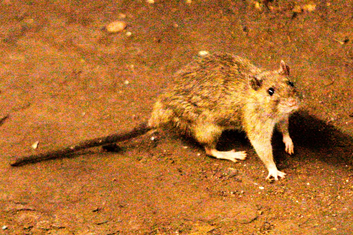 El hantavirus se transmite a través de las ratas