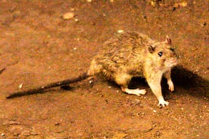 El hantavirus se transmite a través de las ratas