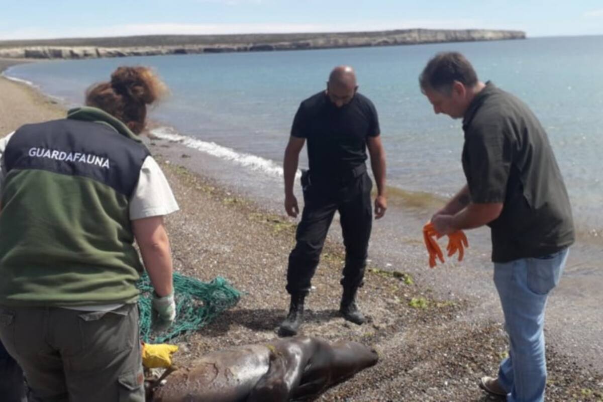 El hecho fue presenciado por vecinos y turistas que tomaron fotos y videos; uno de los acusados podría perder su licencia de pesca y cumplir una condena de prisión