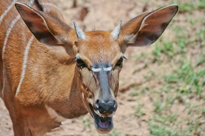 El hecho ocurrió en Arkansas y llegó a todo el mundo por la venganza del animal