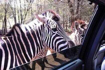 El hecho sucedió en un parque de safaris en el estado de Georgia. Un hombre bajó la ventanilla del auto, dejó que una cebra meta la cabeza y solo quiso golpearla en la cara