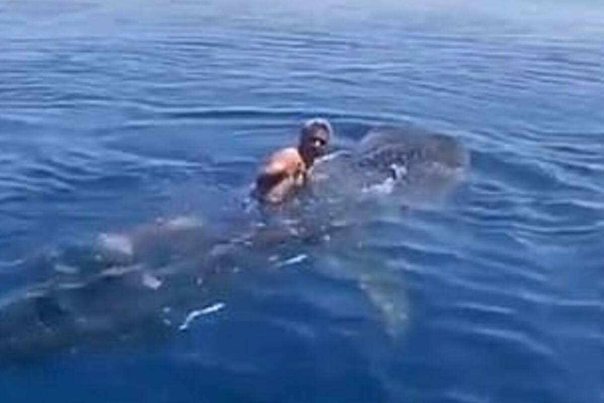 El hecho tuvo lugar en el Mar Rojo, cerca de la costa de Arabia Saudita, y fue repudiado por defensores de los animales (alalwaniabdullah/Newsflash)
