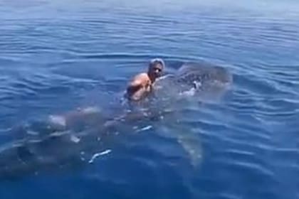 El hecho tuvo lugar en el Mar Rojo, cerca de la costa de Arabia Saudita, y fue repudiado por defensores de los animales (alalwaniabdullah/Newsflash)