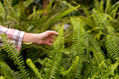 El helecho es una de las plantas que más buscan las garrapatas para ocultarse