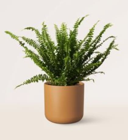 El helecho es una de las plantas recomendadas para absorber la humedad