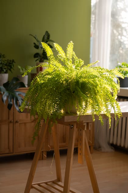 El helecho es una planta sin flores ni semillas que se caracteriza por tener frondes verdes y alargadas (Foto de carácter ilustrativo: Freepik)