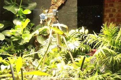 El helecho llamado Pete creció en el zoológico de Londres