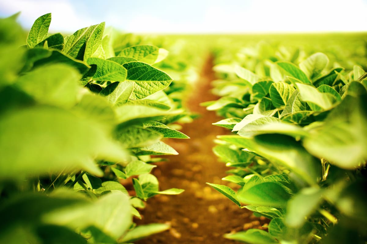 El herbicida selectivo Empiric de Fusion ya se comercializa online en Qira.