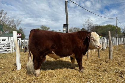 El Hereford de Río Frío