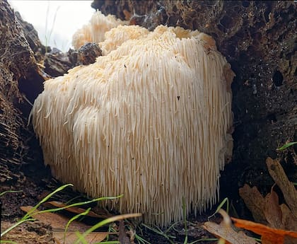 El Hericium erinaceus o melena de león, es un hongo con compuestos bioquímicos que regeneran las neuronas y fortalecen el hipocampo
