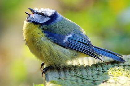 El herrerillo es un pájaro común en Europa, y se encuentra en jardines y parques