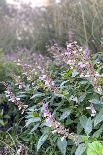 El híbrido Salvia ‘Waverly’.