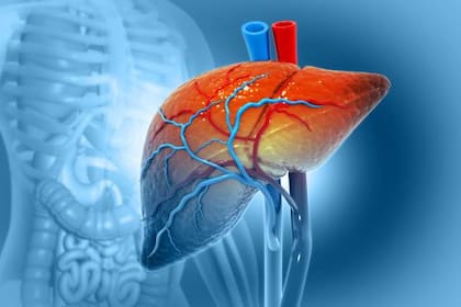El hígado cumple varias funciones en el cuerpo humano, por lo que necesita un momento para eliminar todas aquellas toxinas que ha recibido durante el día