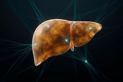El hígado graso libera señales proteicas hacia el sistema circulatorio y conecta su mal funcionamiento metabólico con riesgos de salud en todo el cuerpo