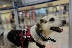 Lo abandonaron envuelto en un trapo y, ocho años después, un estruendo lo alejó de quienes lo habían rescatado