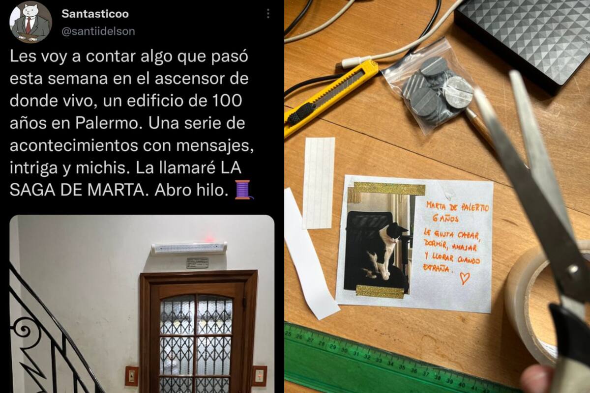 El hilo de Twitter con la historia de la gata Marta se viralizó en apenas un par de horas